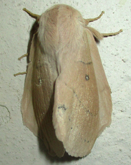 Philotherma rosa