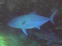 Seriola rivoliana