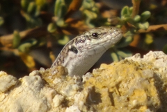 Podarcis cretensis