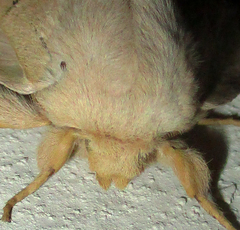 Philotherma rosa