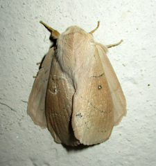 Philotherma rosa