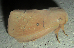 Philotherma rosa