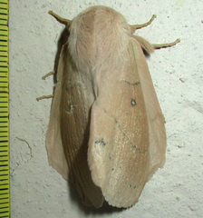 Philotherma rosa
