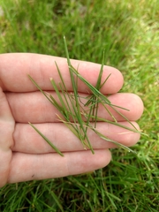 Nassella leucotricha