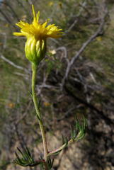 Pteronia aspera
