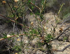 Pteronia aspera