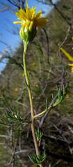 Pteronia aspera