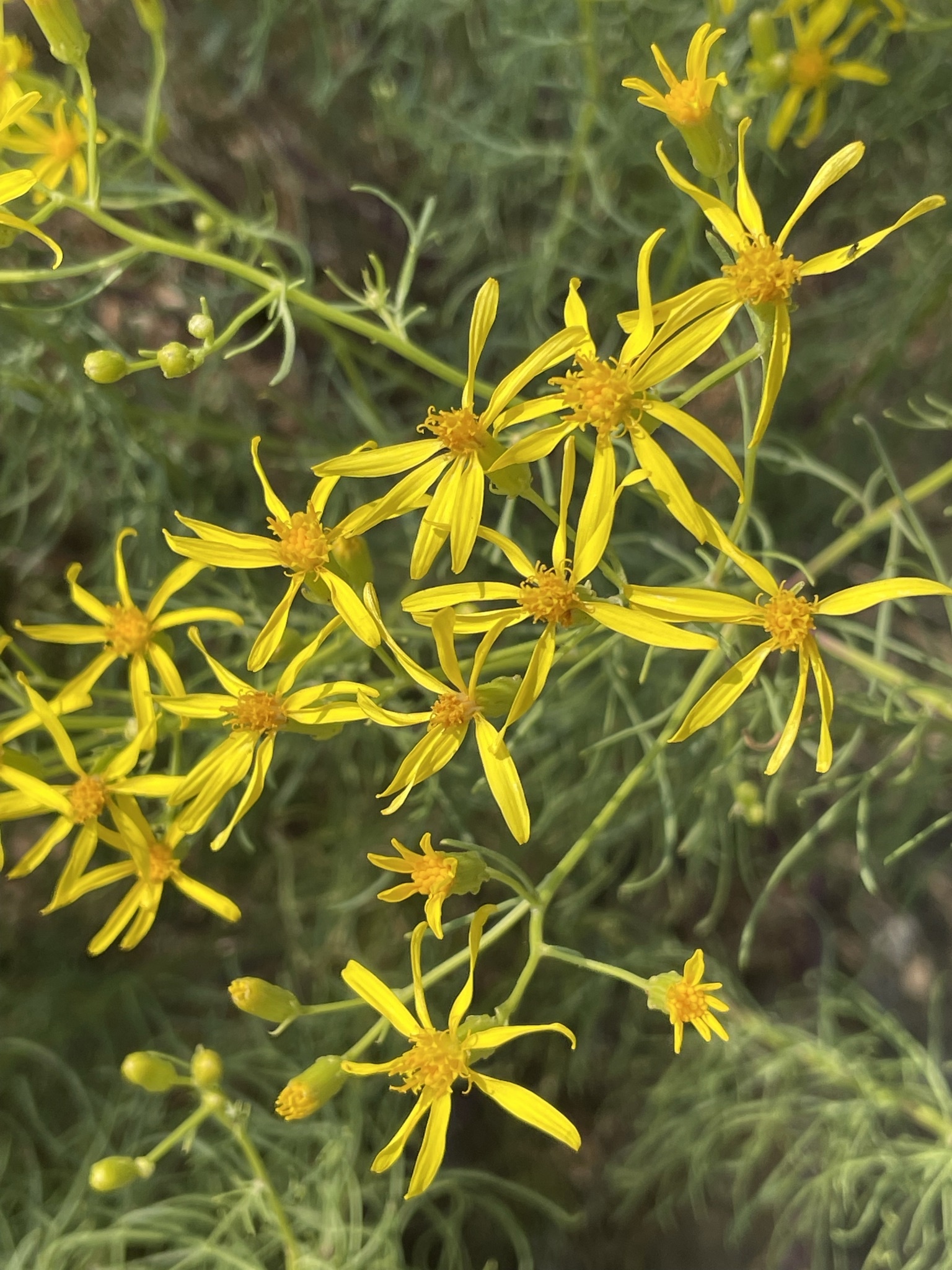 Senecio spartioides