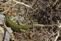 Lacerta trilineata polylepidota