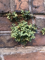 Asplenium ruta-muraria