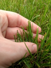 Nassella leucotricha