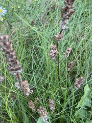 Pedicularis lanceolata