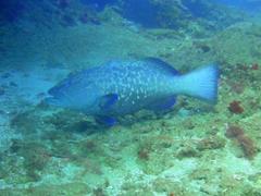 Plectropomus punctatus