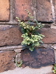 Asplenium ruta-muraria