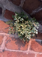 Asplenium ruta-muraria