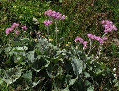 Adenostyles leucophylla