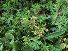 Alchemilla pentaphyllea