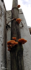 Fungi