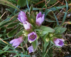 Gentianella ramosa