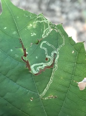 Phyllocnistis vitifoliella