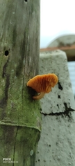 Fungi