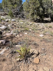 Helianthella microcephala
