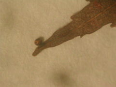 Trichia botrytis