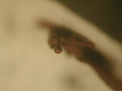 Trichia botrytis