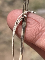 Helianthella microcephala