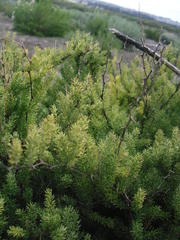 Asparagus capensis
