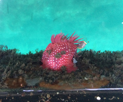 Cribrinopsis albopunctata