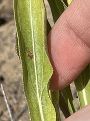Helianthella microcephala