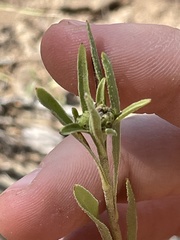 Helianthella microcephala