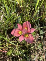 Moraea tricolor