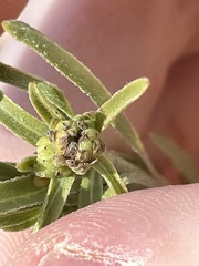 Helianthella microcephala