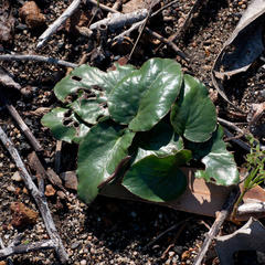 Pelargonium asarifolium