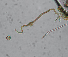 Trichia botrytis