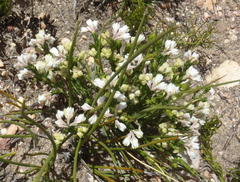 Erica costatisepala
