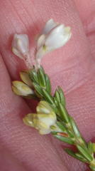 Erica costatisepala
