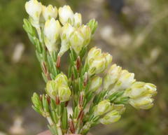 Erica costatisepala