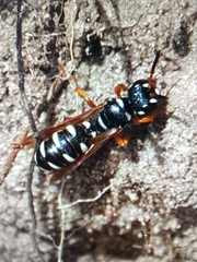 Cerceris interrupta