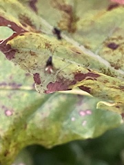 Cameraria ohridella