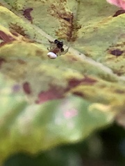 Cameraria ohridella
