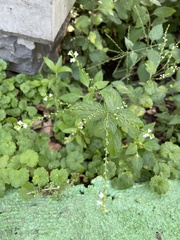 Verbena urticifolia