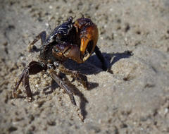 Parasesarma catenatum