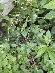 Verbena urticifolia