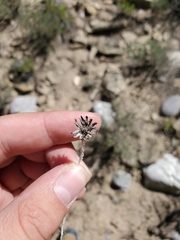 Helianthella microcephala