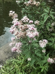 Eupatorium cannabinum