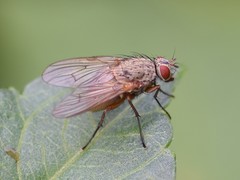 Helina impuncta