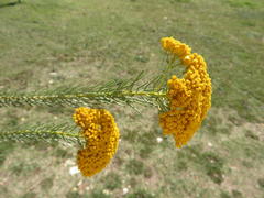 Athanasia vestita